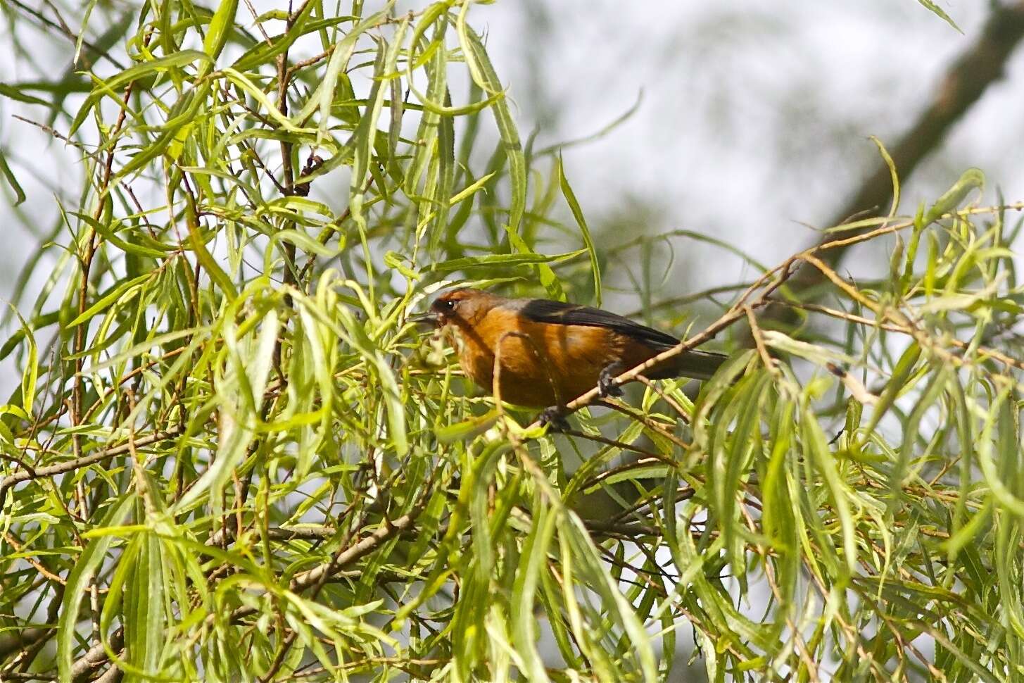 Image of Rufous-browed Conebill