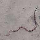 Image of Peru Coral Snake