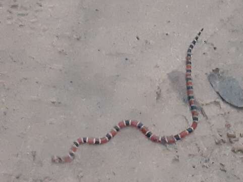 Image of Peru Coral Snake