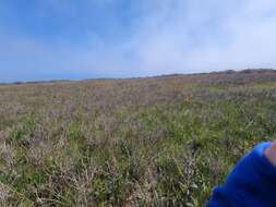 Image of prairie willow