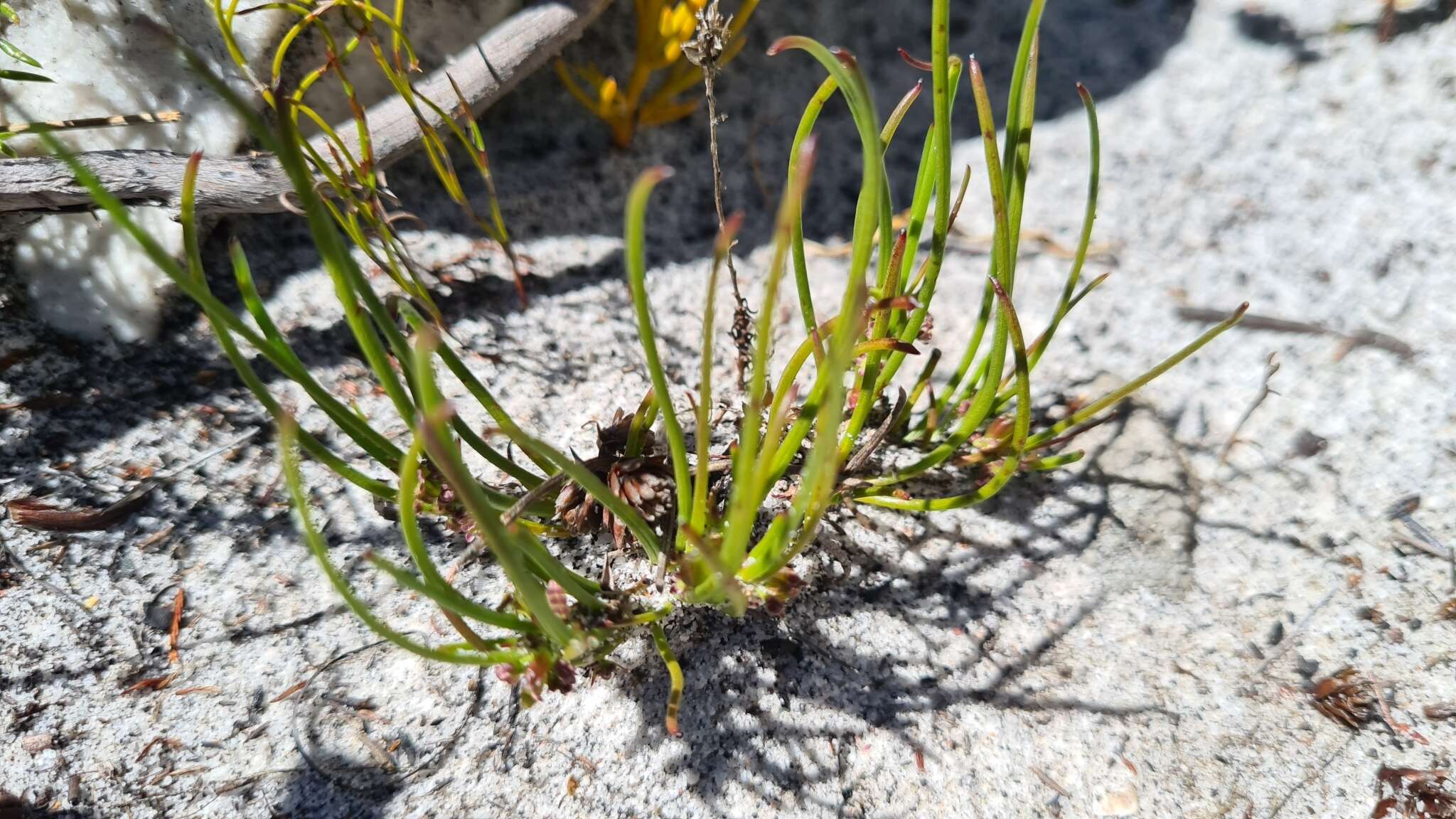 Image of Centella caespitosa Adamson