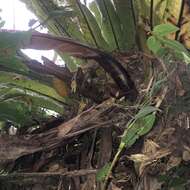 Image of Asplenium antiquum Mak.