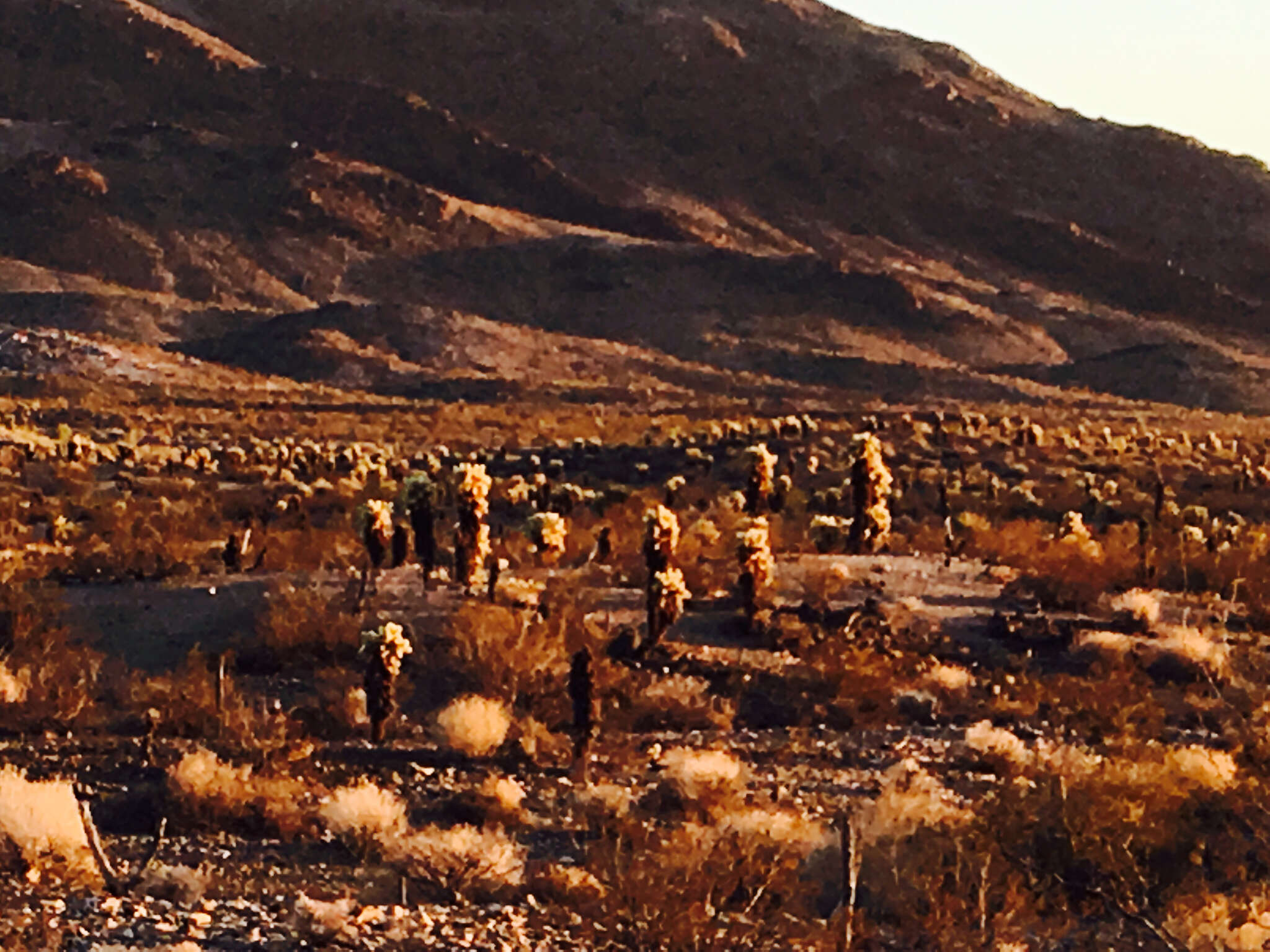 Image of teddybear cholla