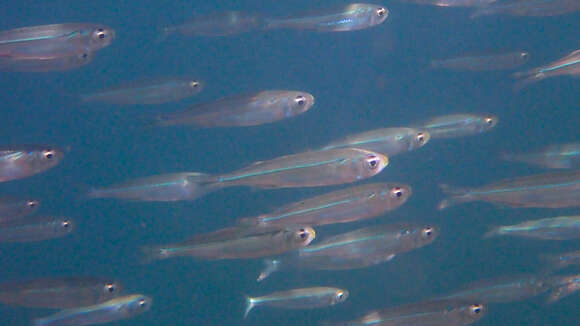 Image of Red Sea hardyhead silverside