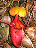 Image de Nepenthes kinabaluensis Sh. Kurata