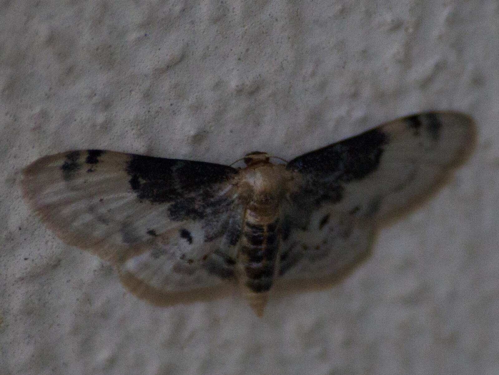 Image of Idaea filicata Hübner 1798