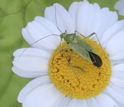 Image de Calocoris affinis (Herrich-Schaeffer 1835)