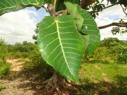 Image of Ficus platyphylla Del.