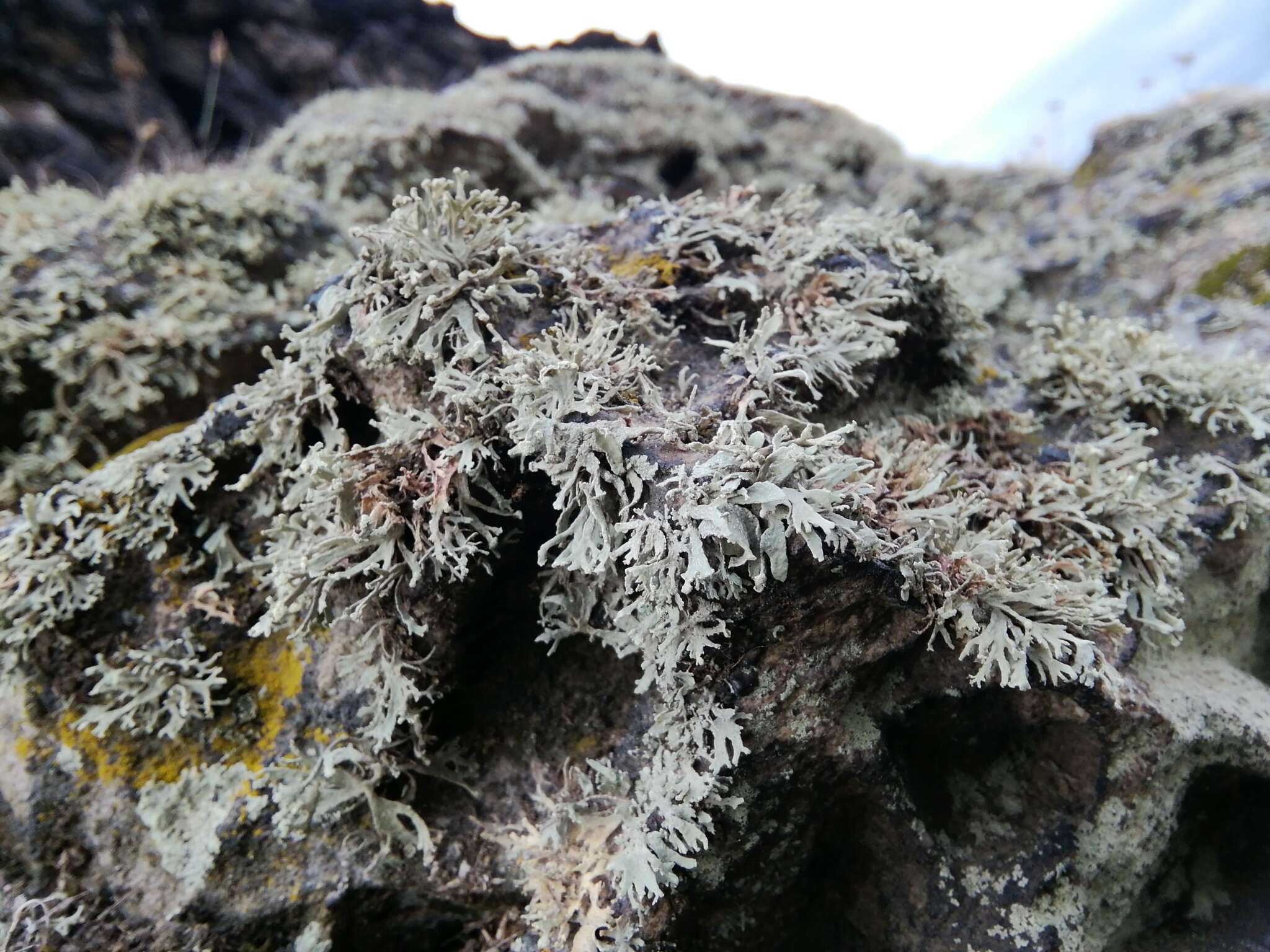 Image of Ramalina capitata (Ach.) Nyl.