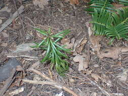 Image of Fortune's Yew Plum