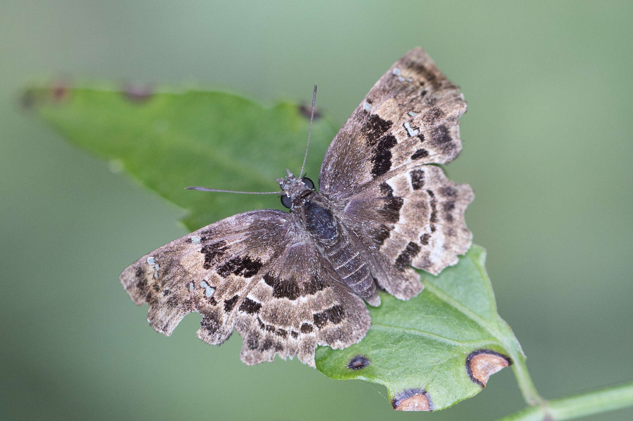 Antigonus liborius areta Evans 1953 resmi