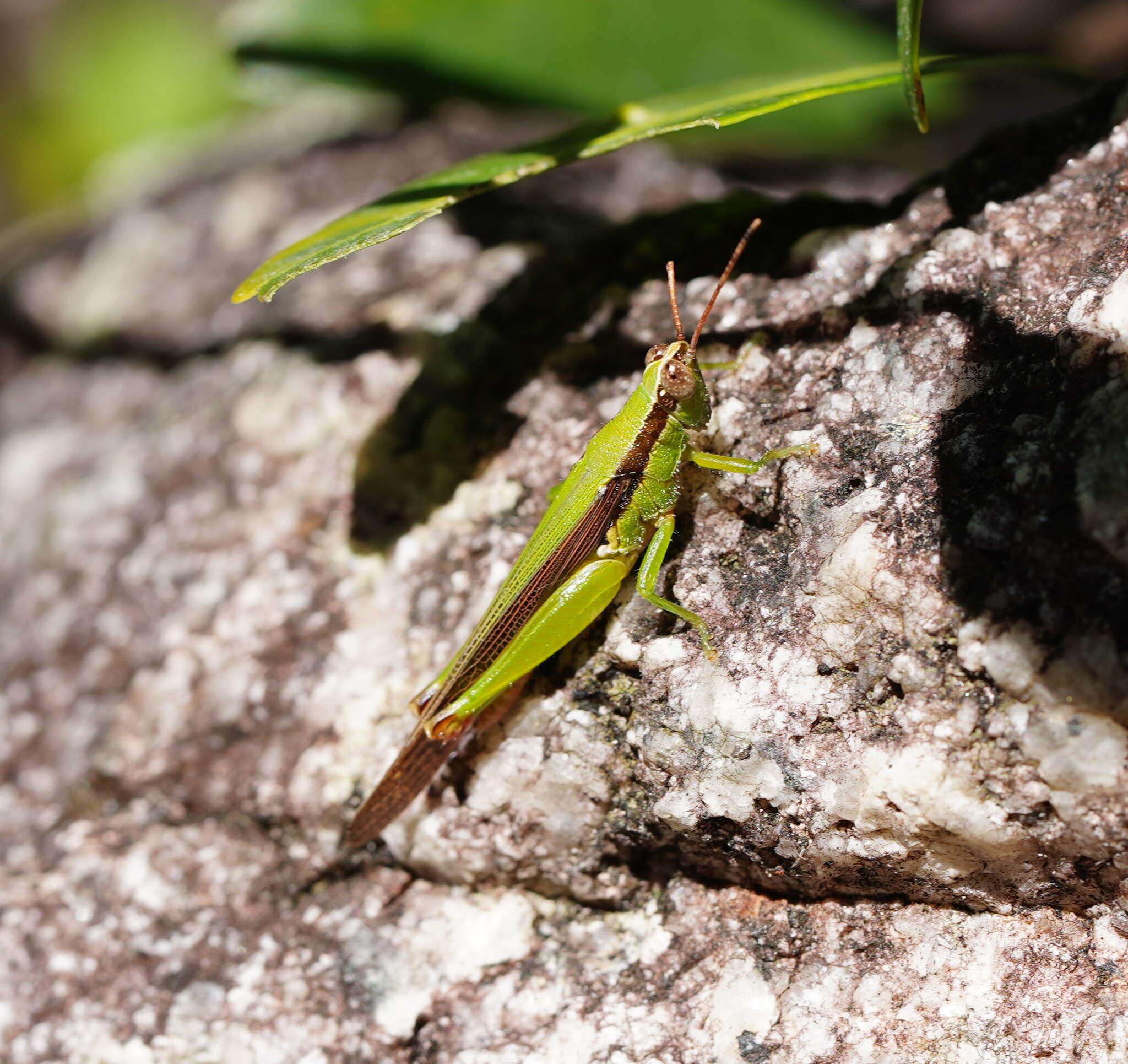 Image of Gesonula mundata (Walker & F. 1870)