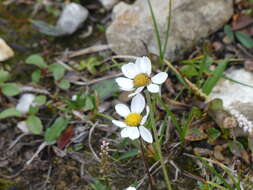 Слика од Arctanthemum integrifolium (Richards.) Tzvel.