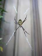 Imagem de Argiope keyserlingi Karsch 1878