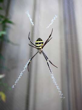 Image of St Andrews cross spider