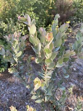 Слика од Arctostaphylos luciana P. V. Wells