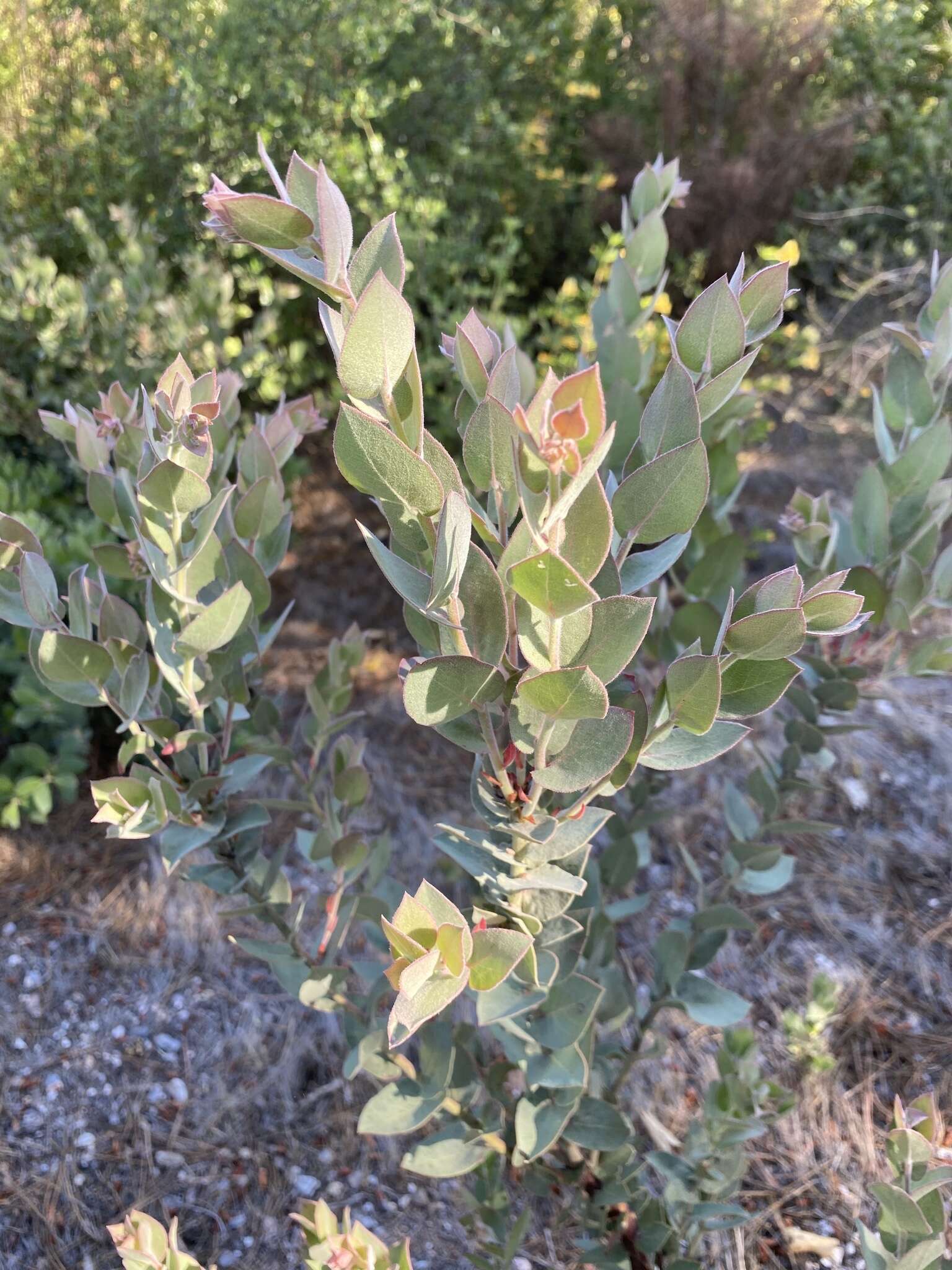 Imagem de Arctostaphylos luciana P. V. Wells