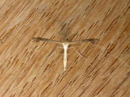 Image of Plume moth