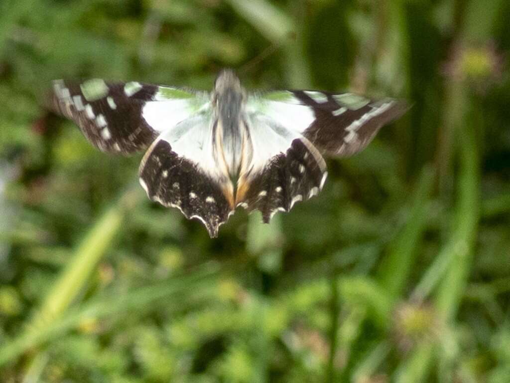 Слика од Graphium macleayanus (Leach 1814)