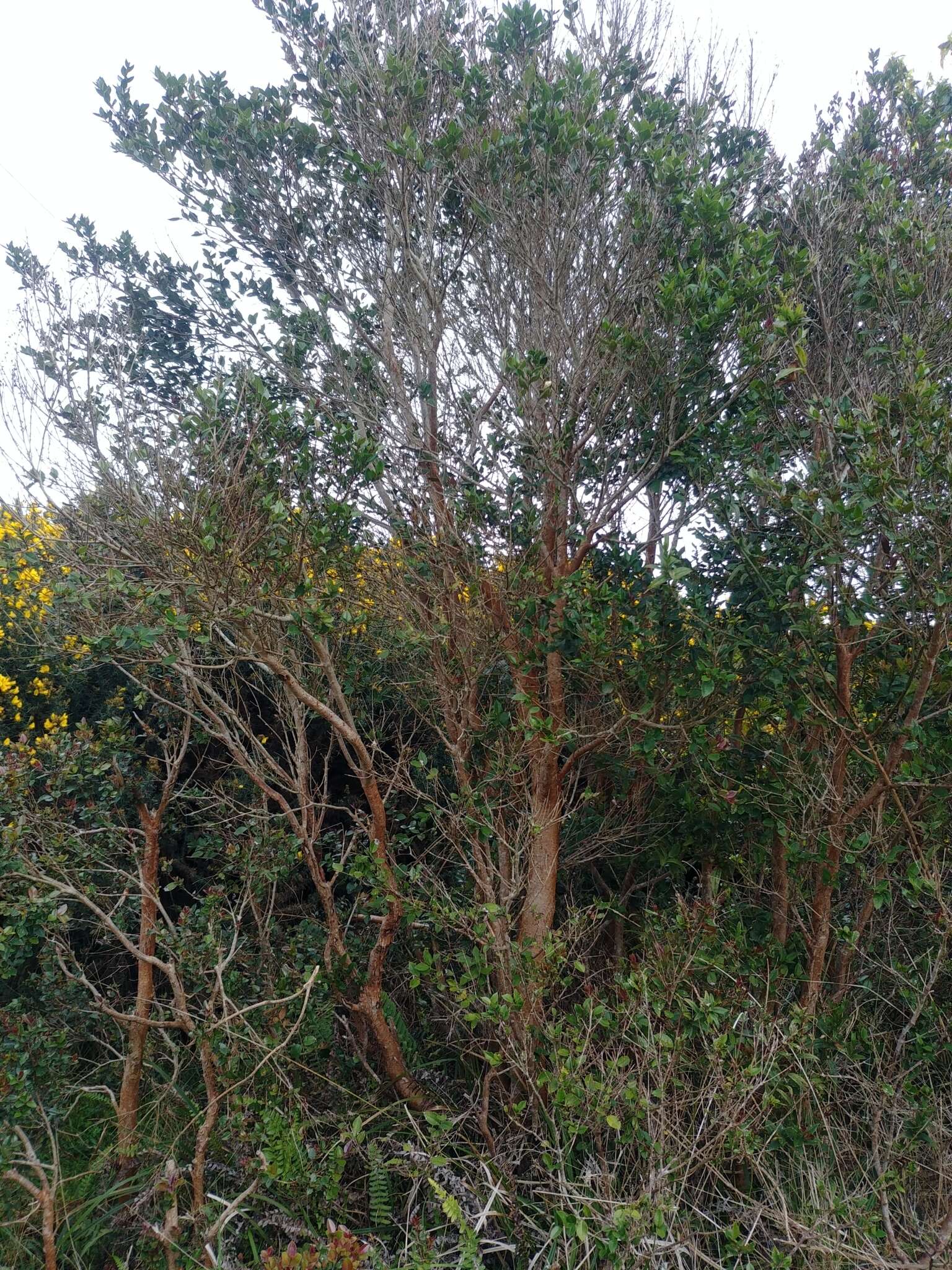 Image of Chilean Myrtle