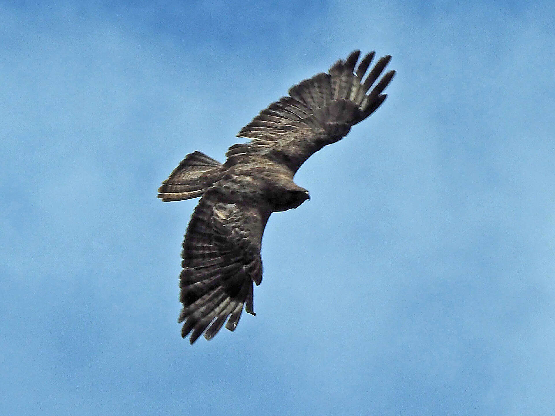 Image of Buteo buteo insularum Floericke 1903