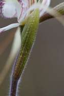 Imagem de Caladenia saggicola D. L. Jones