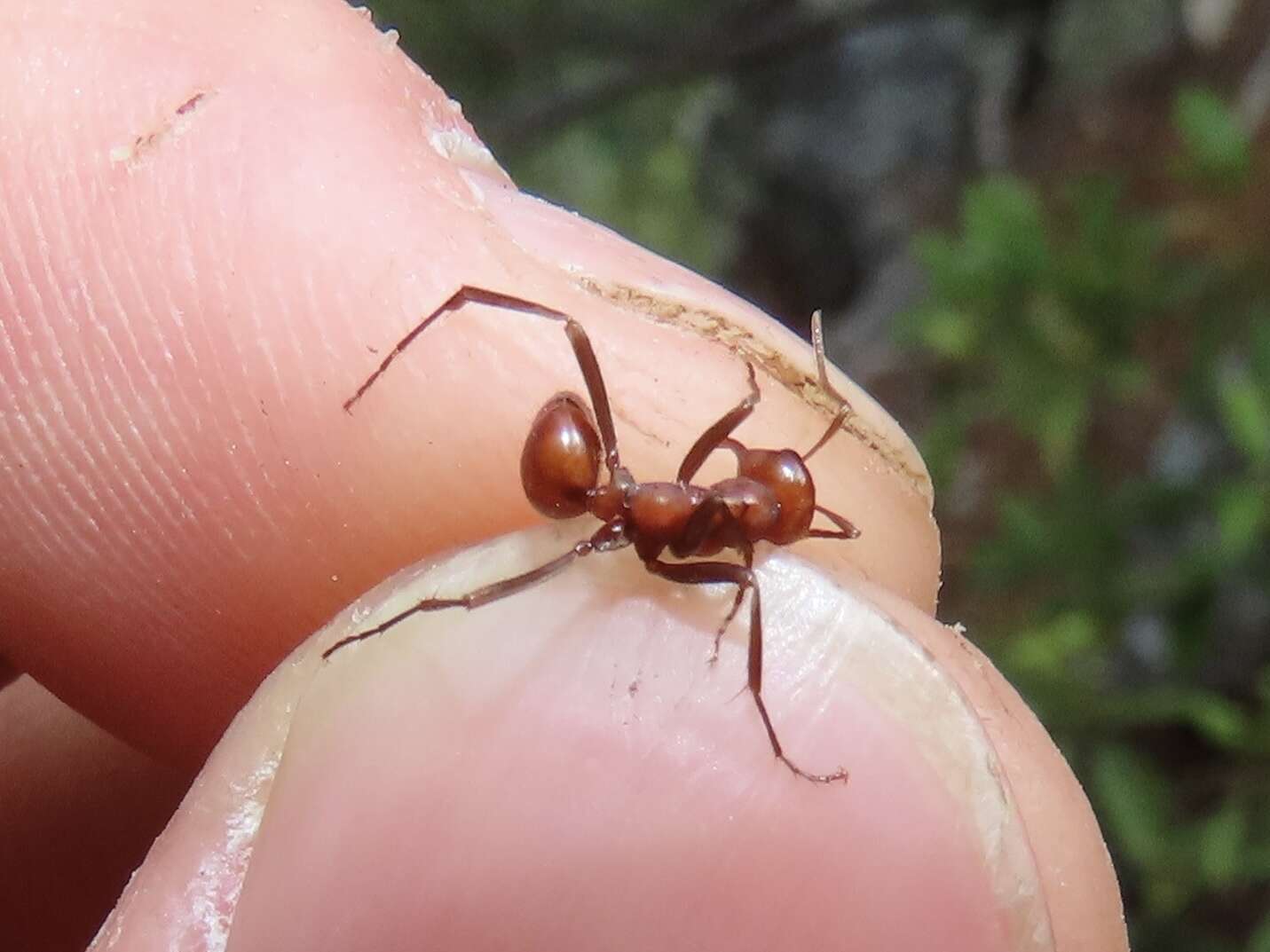 Image of Slave-making ant