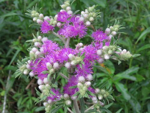 Plancia ëd Chrysolaena platensis (Spreng.) H. Rob.