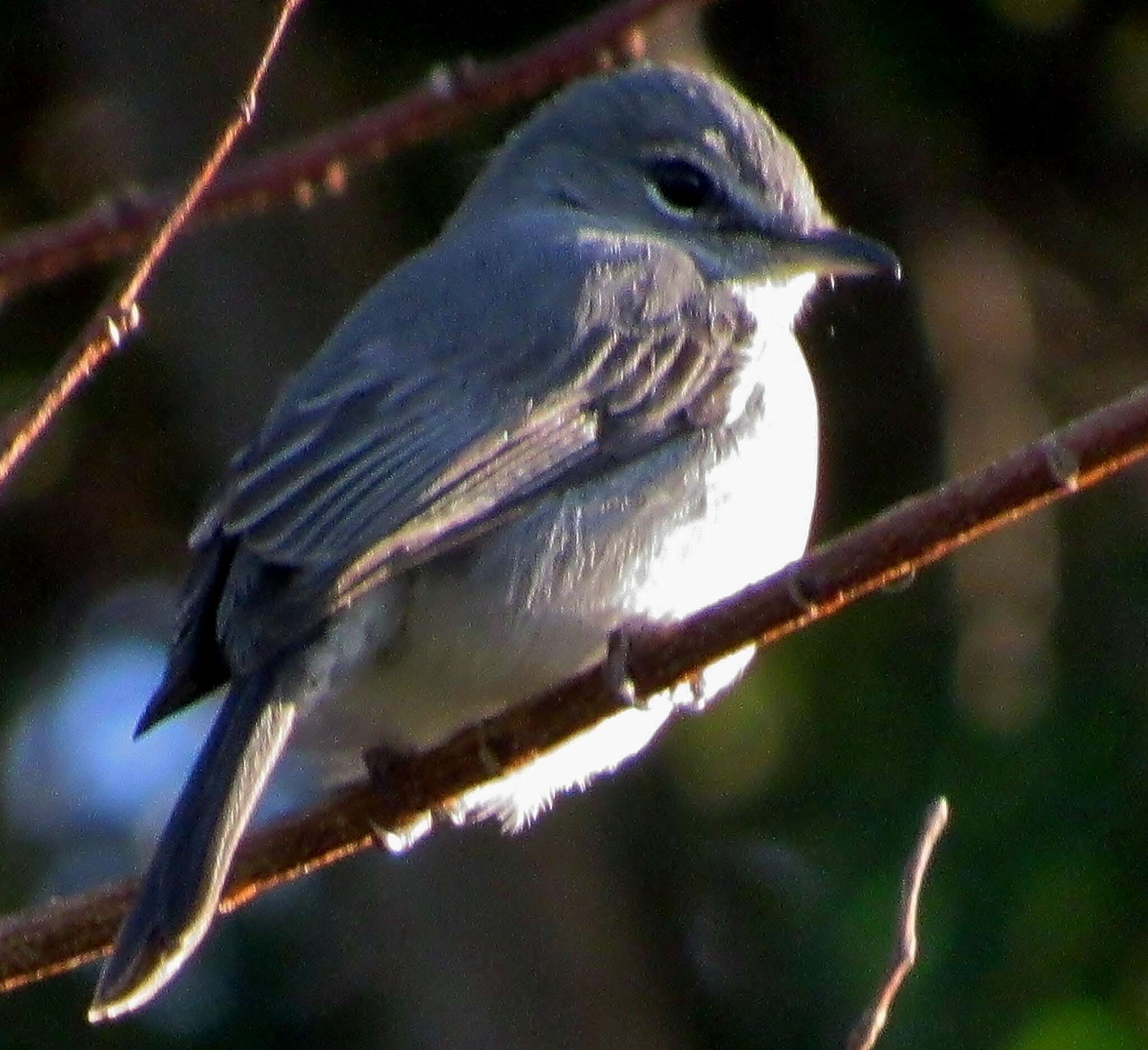 Image of <i>Fraseria <i>caerulescens</i></i> caerulescens