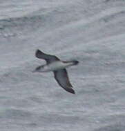 Image of Boyd's Shearwater