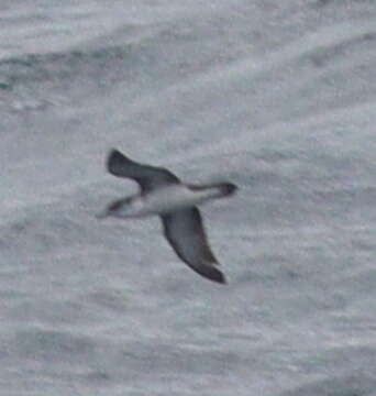 Image of Boyd's Shearwater