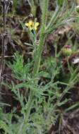 Image of Erigeron apiculatus Benth.