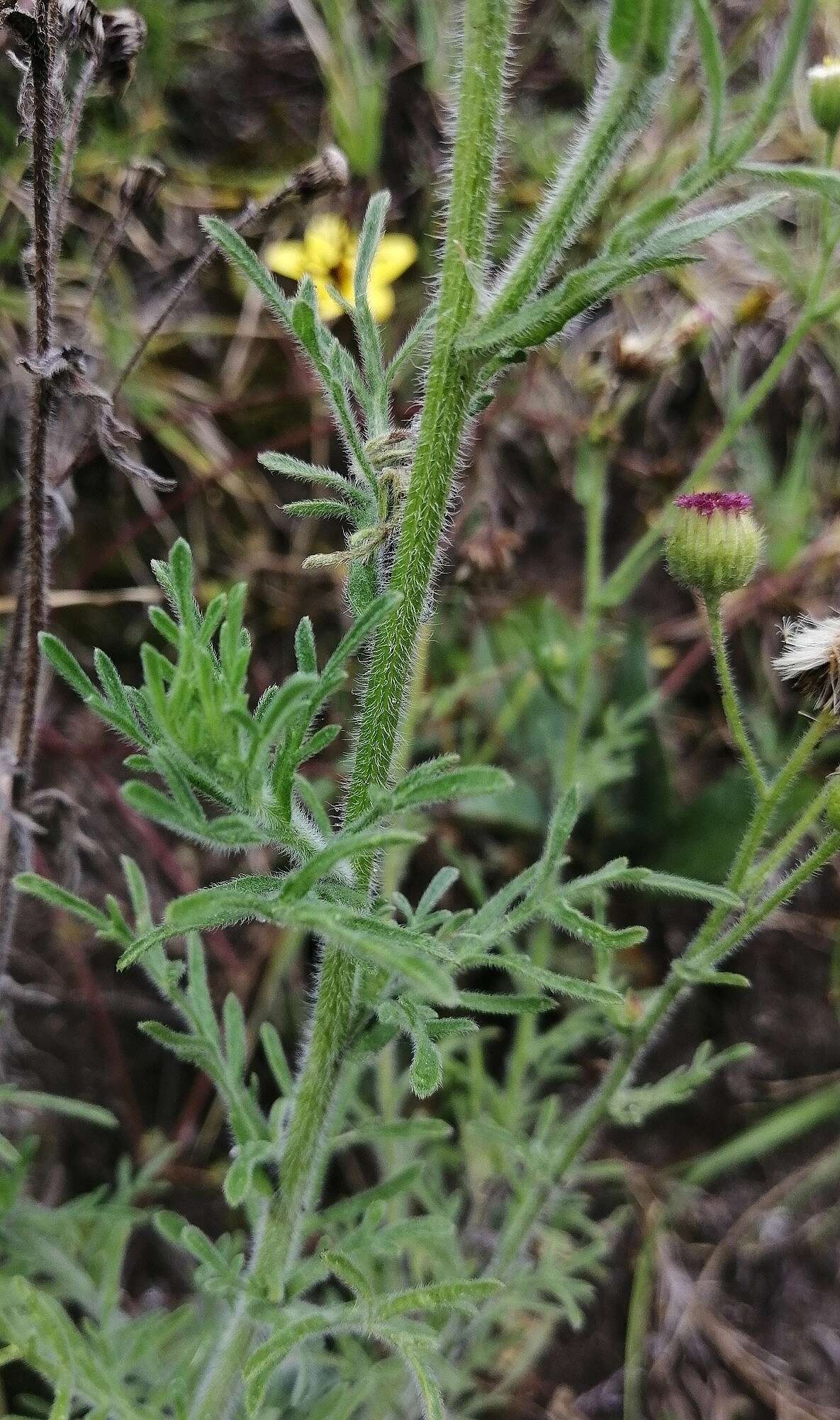 Image of Erigeron apiculatus Benth.