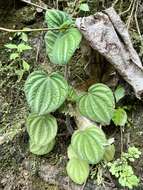 Image of Peperomia albovittata C. DC.