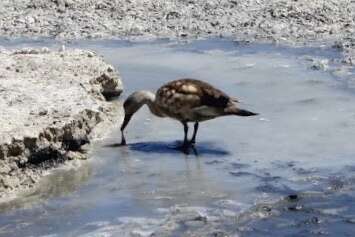 Image of Andean Crested Duck