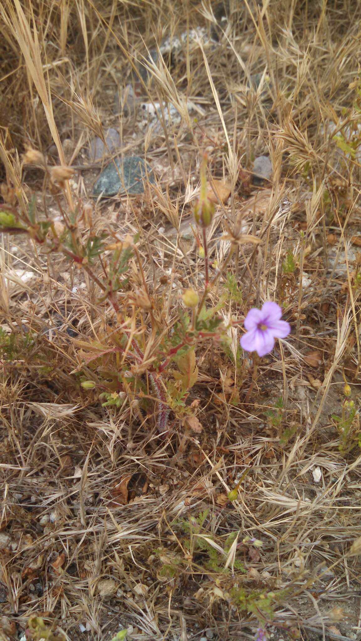 Image of longbeak stork's bill