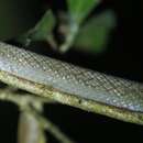 Image of Lined Forest Snake