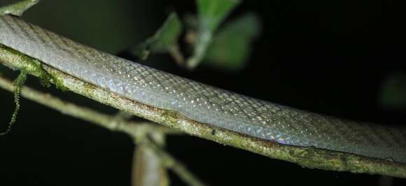 Image of Lined Forest Snake