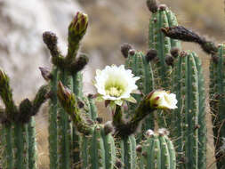 Echinopsis cuzcoensis (Britton & Rose) H. Friedrich & G. D. Rowley resmi