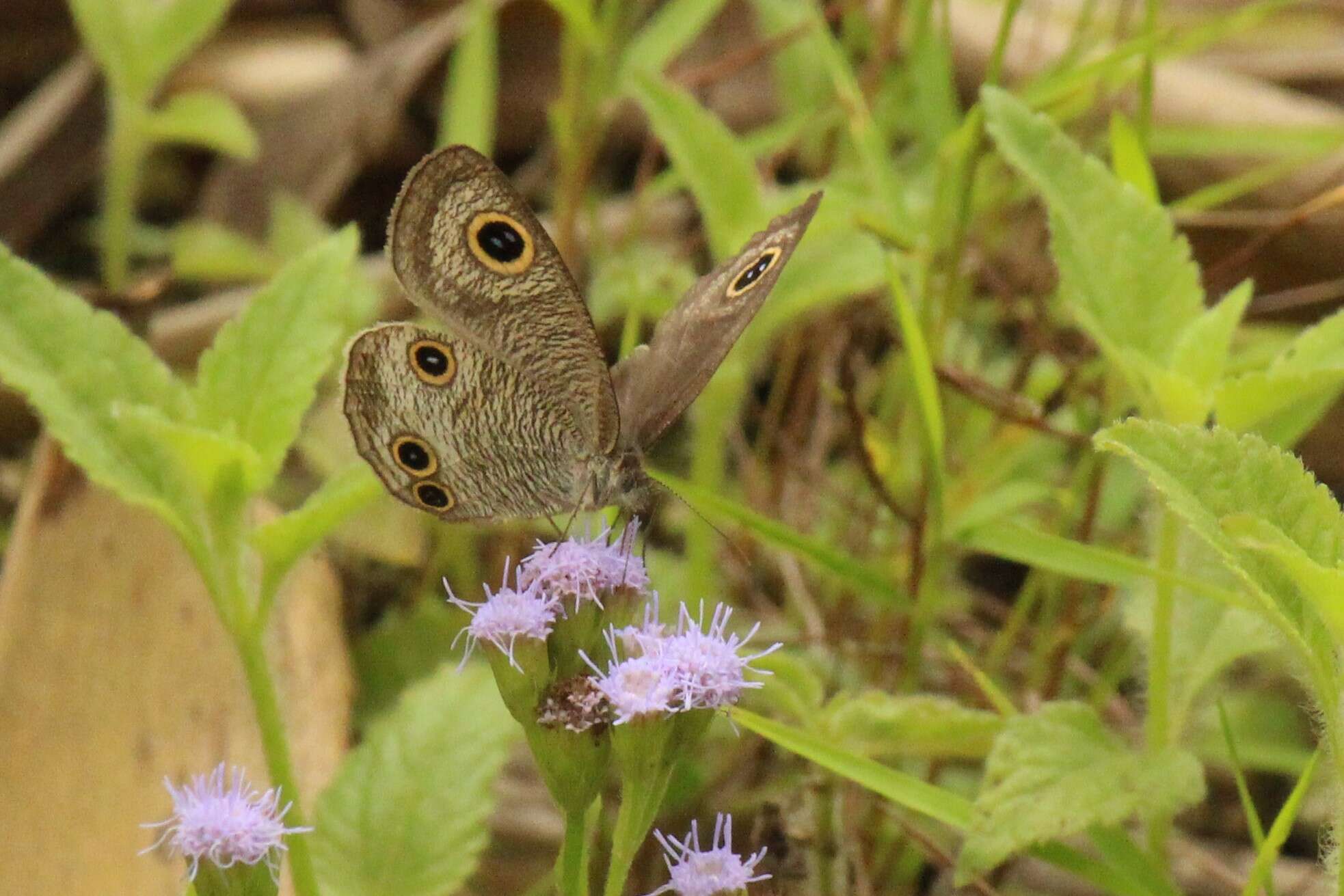 Plancia ëd Ypthima imitans