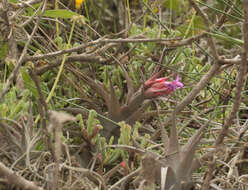 Image of Tillandsia nana Baker