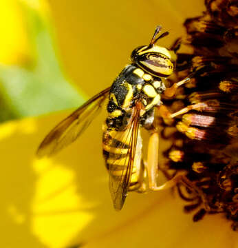 Image of Spilomyia interrupta Williston 1882