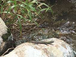 Image of Mitchell's Flat Lizard