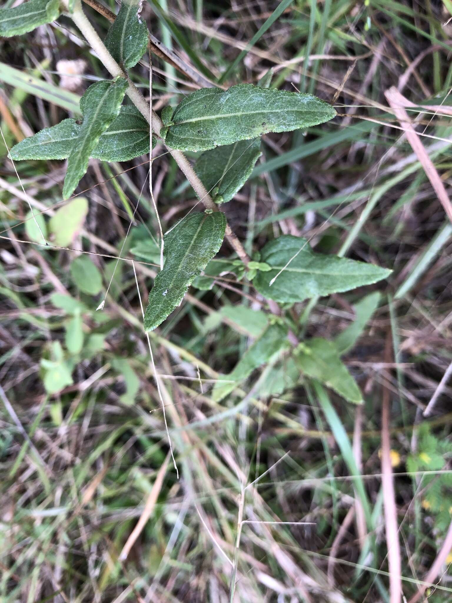 Image of Florida Sunflower