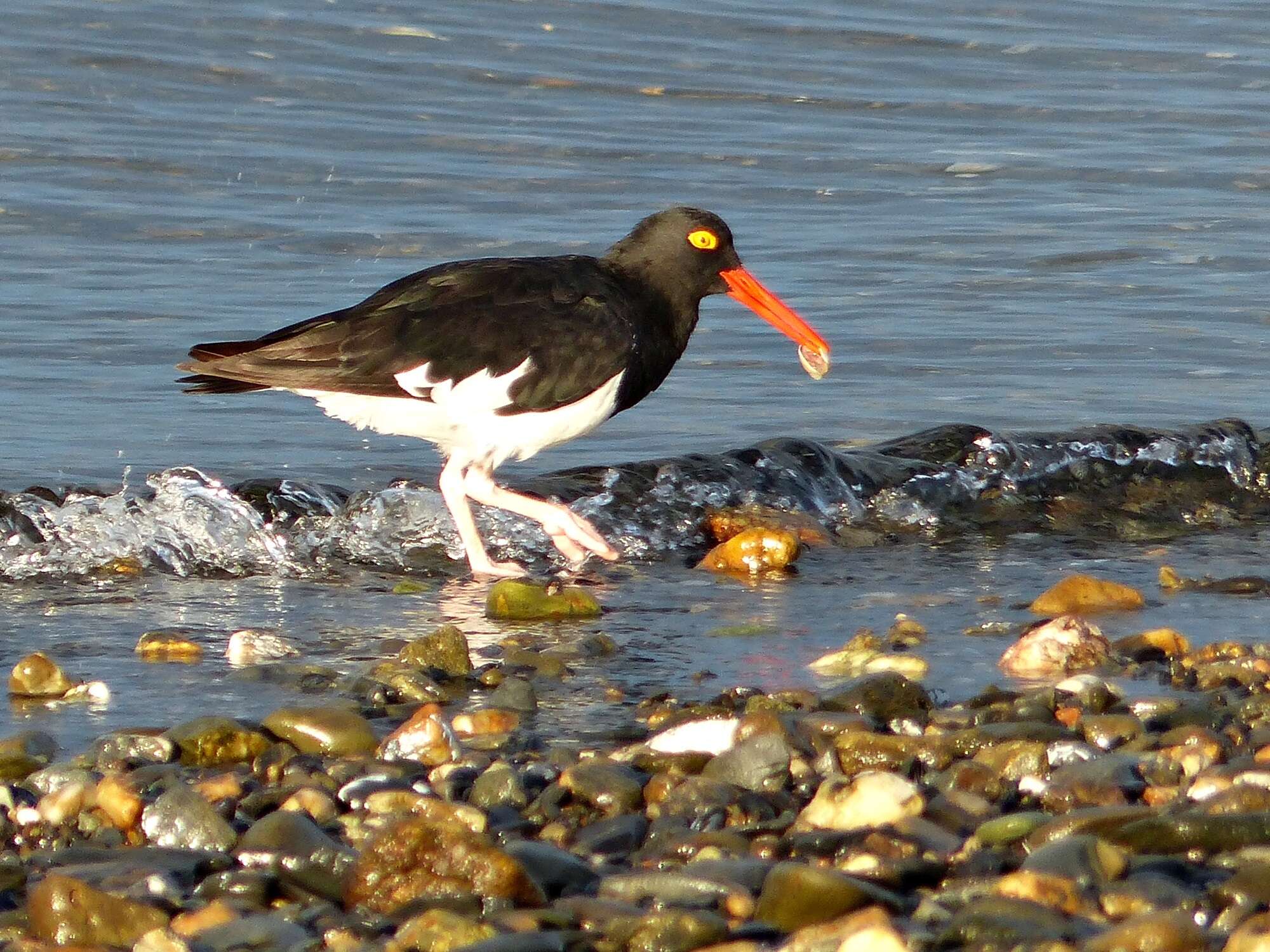 Image of Magellanic Oystercatcher