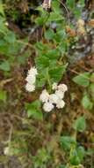 Imagem de Ageratina lorentzii (Hieron.) R. King & H. Rob.