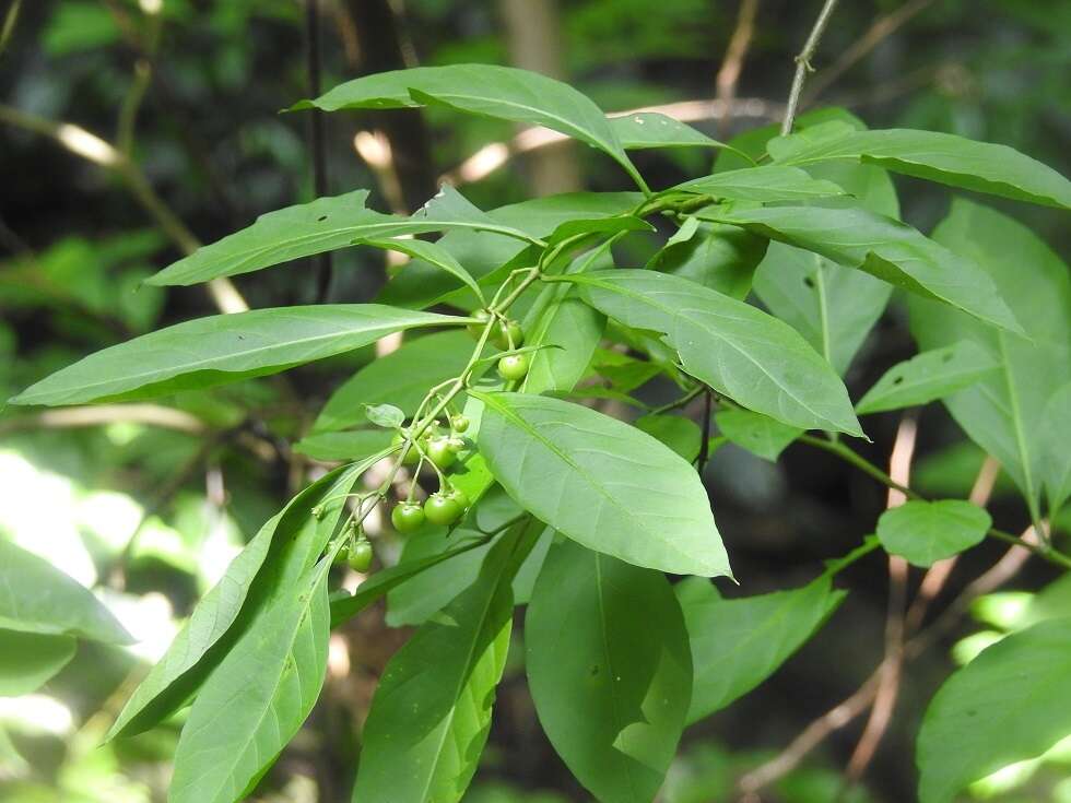 Image de Witheringia meiantha (J. D. Sm.) A. T. Hunziker