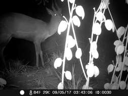 Image of Bushbuck