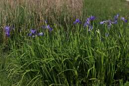 Image of giant blue iris