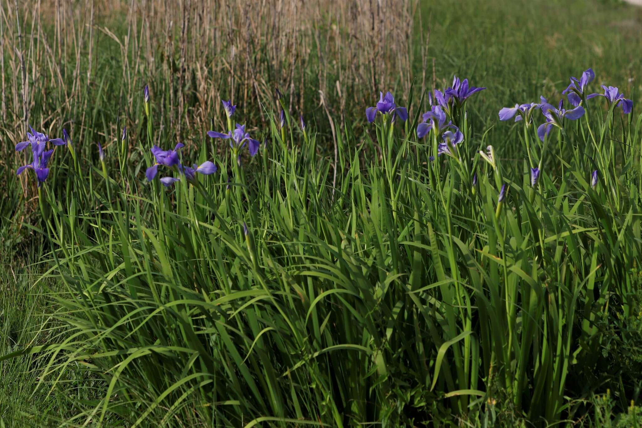 Image of giant blue iris